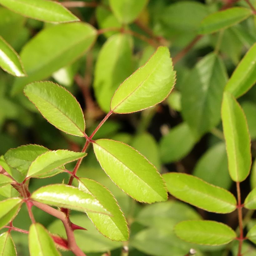 Rosier arbustif Plaisanterie (Foliage)