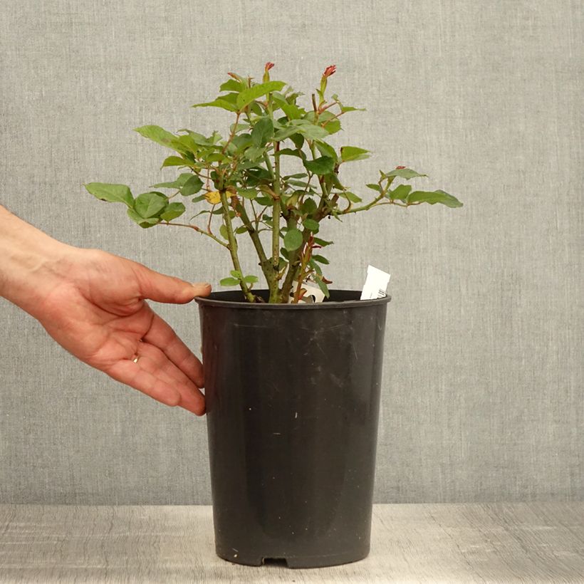 Example of Rosier arbustif Prins Alexander Pot de 4L/5L as you get in printemps