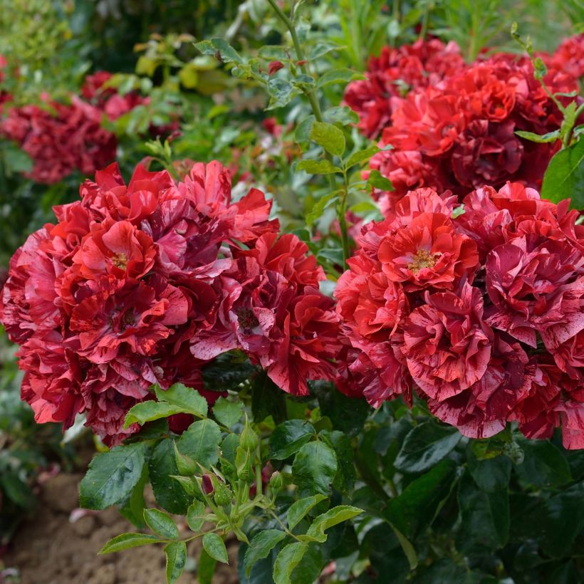 Rosier arbustif La Reine de la Nuit (Flowering)