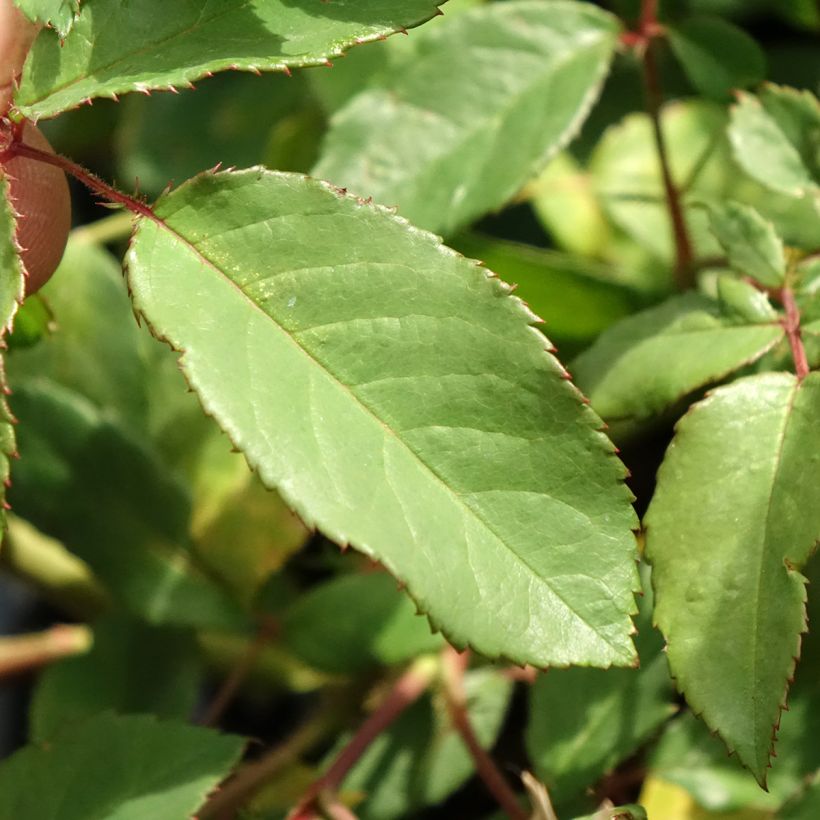 Rosier arbustif Rosalita (Foliage)