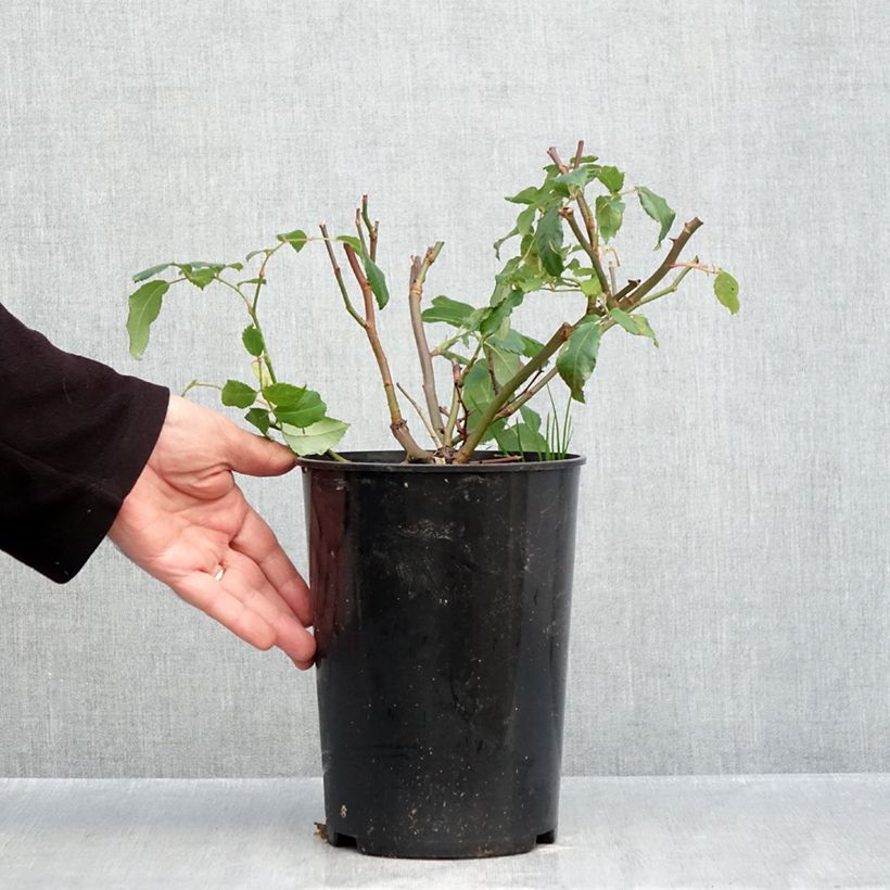 Spécimen de Rosier arbustif Rosalita Pot de 4L/5L tel que livré en automne