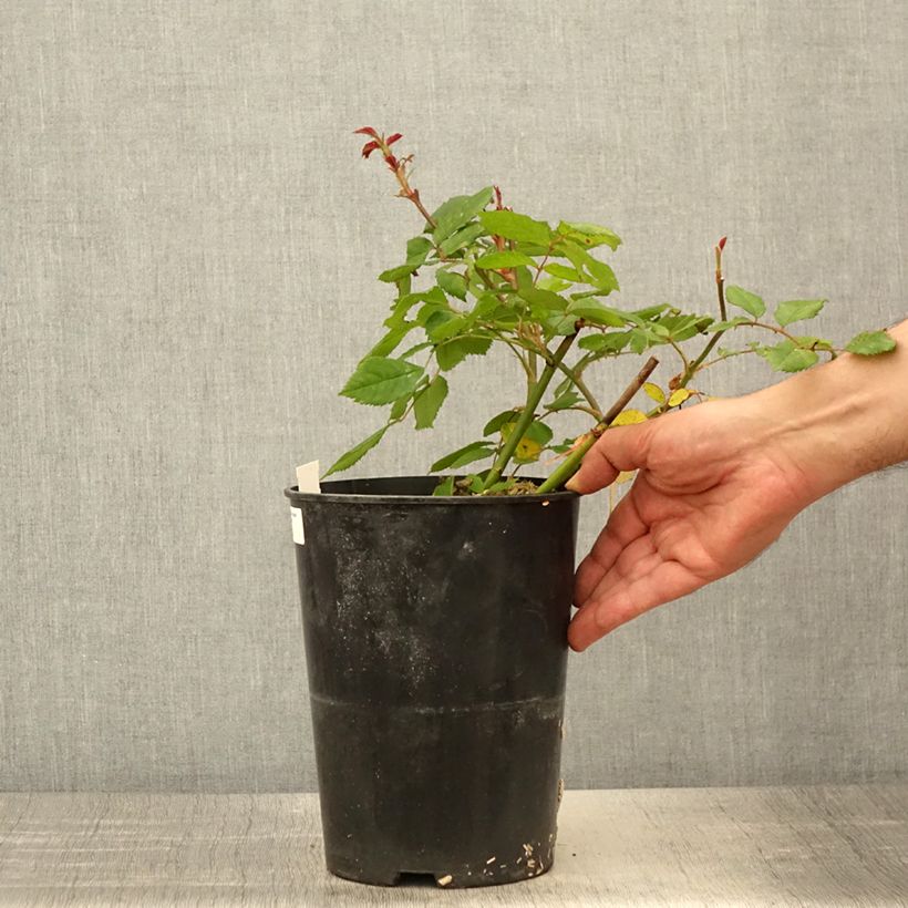 Example of Rosier arbustif Rosalita Pot de 4L/5L as you get in printemps