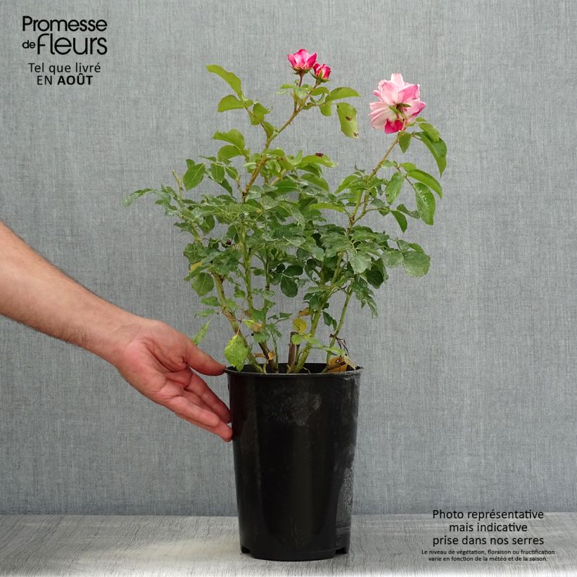 Example of Rosier arbustif Rosenstadt Freising Pot de 4L/5L as you get in ete