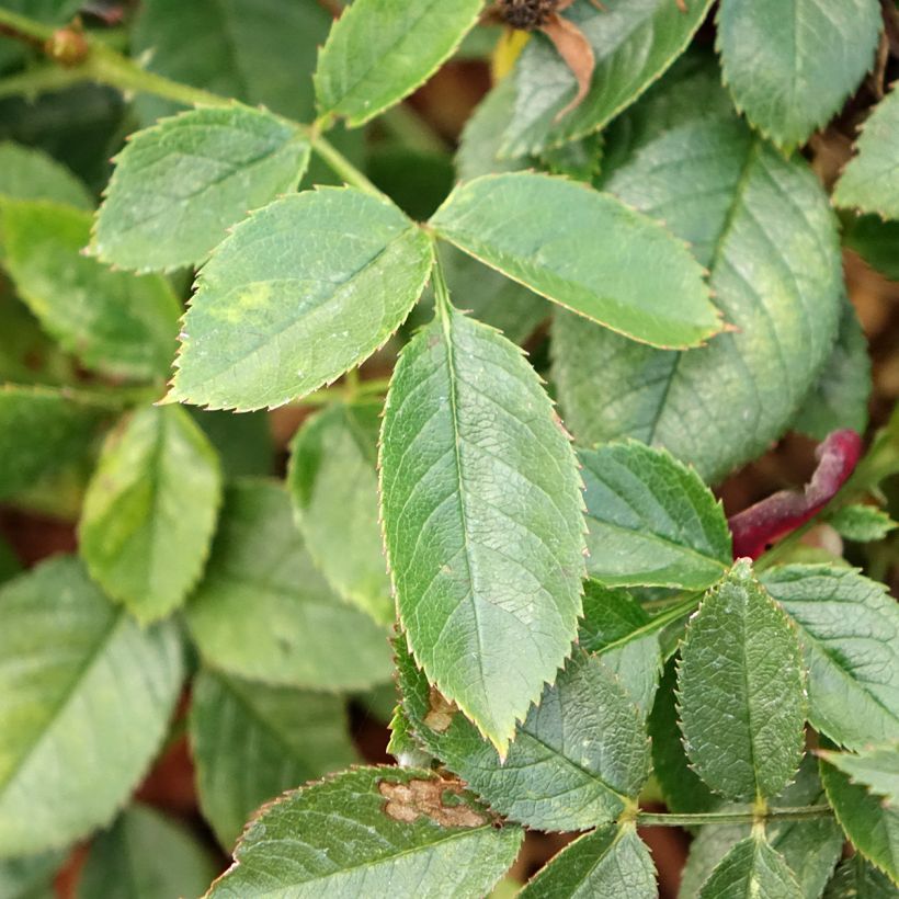 Rosier arbustif Rosy Boom Colour Change (Foliage)