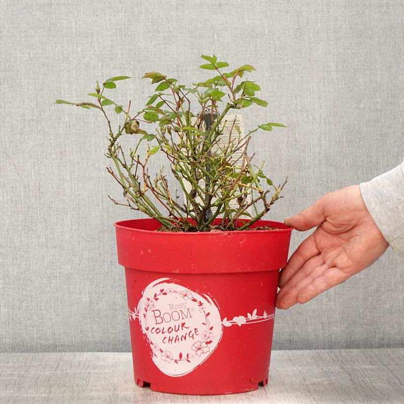 Example of Rosier arbustif Rosy Boom Colour Change Pot de 6L/7L as you get in printemps