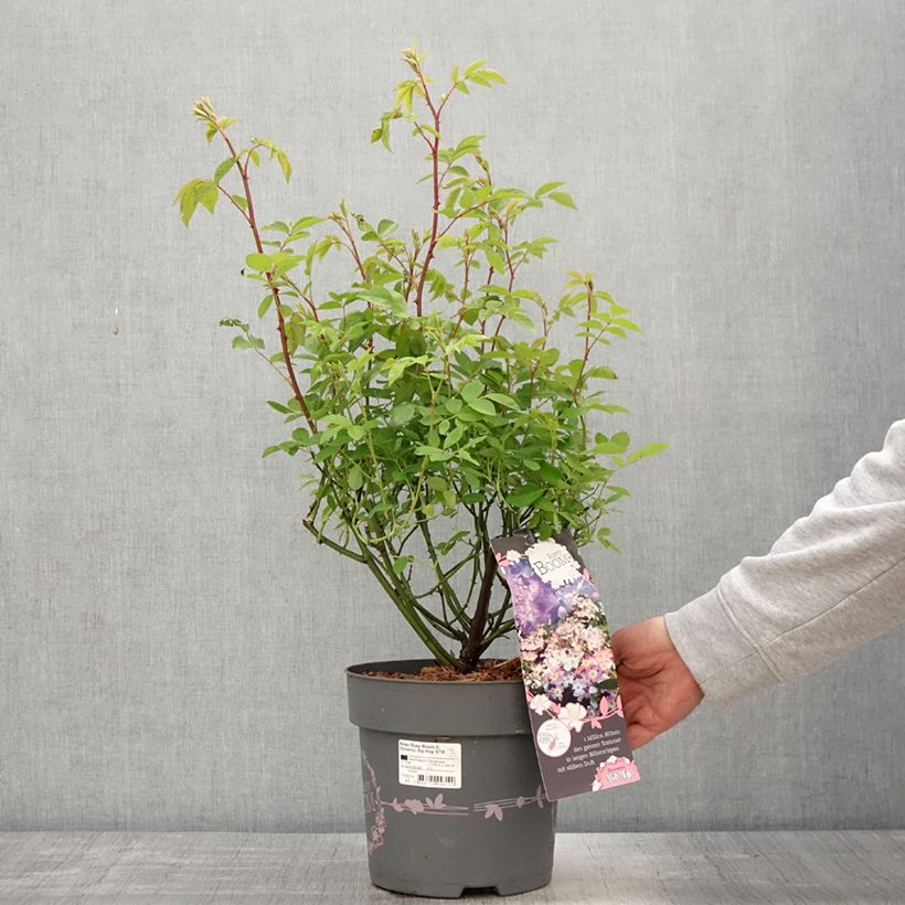 Example of Rosier arbustif Rosy Boom Dynamic Hip Hop  Pot de 6L/7L as you get in printemps