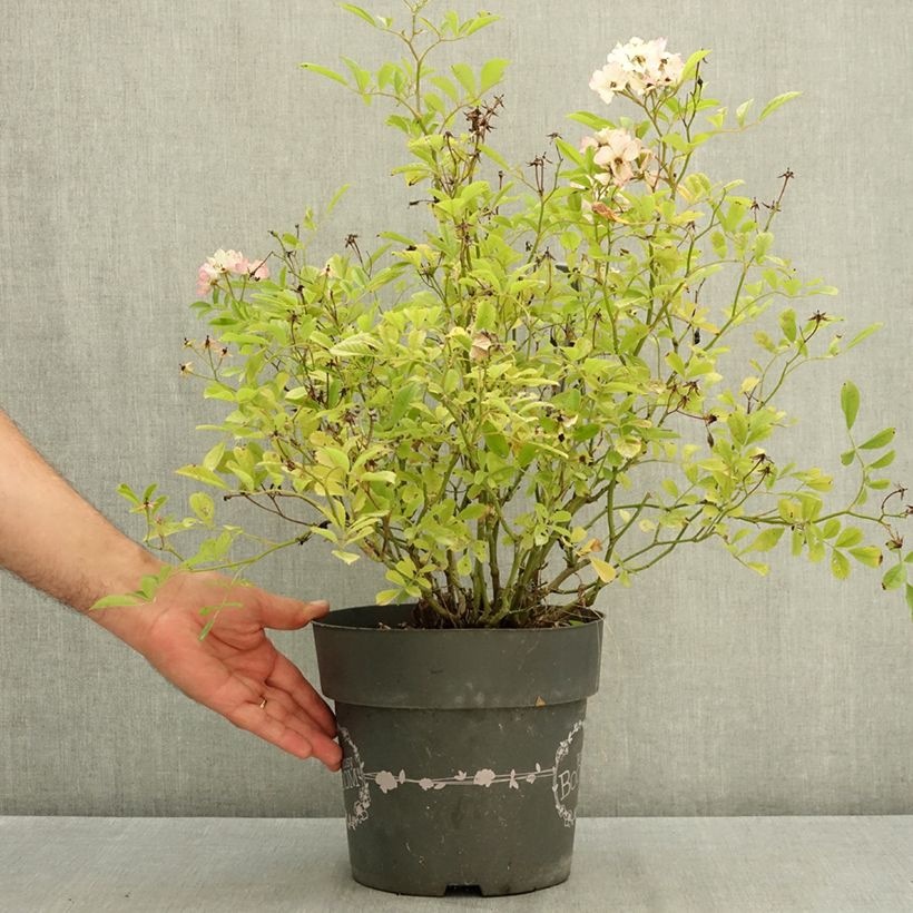 Spécimen de Rosier arbustif Rosy Boom Rose (Abellio Spaniuc) Pot de 6L/7L tel que livré en été