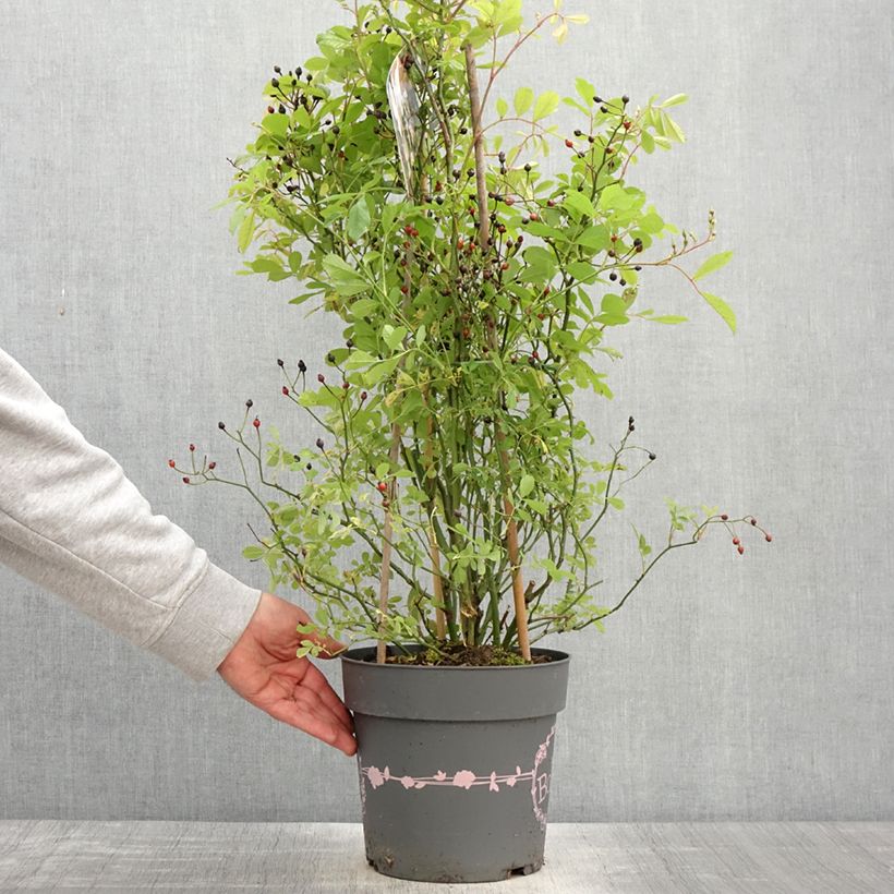 Example of Rosier arbustif Rosy Boom Wildlife Pot de 6L/7L as you get in printemps