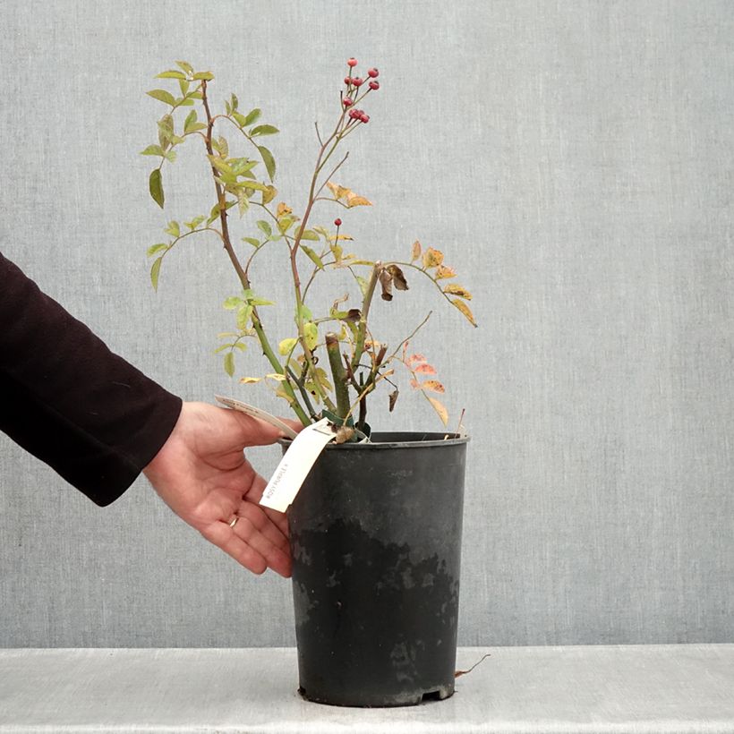 Spécimen de Rosier arbustif Rosy Purple Pot de 4L/5L tel que livré en automne