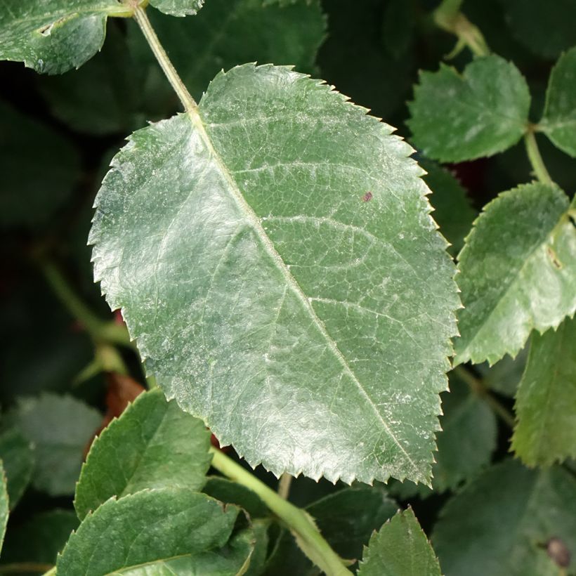 Rosier arbustif Scarlet Bonica (Foliage)