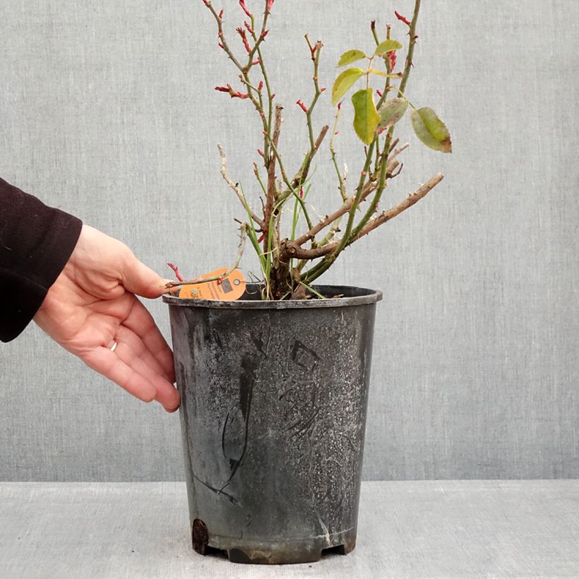 Example of Rosier arbustif Scarlet Bonica Pot de 4L/5L as you get in hiver