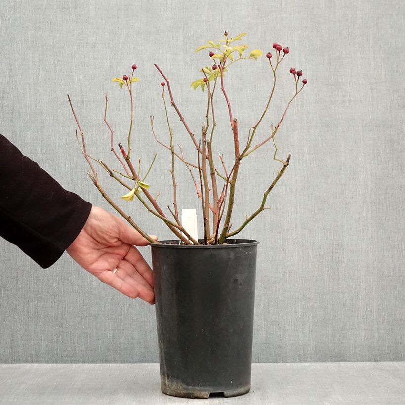 Spécimen de Rosier arbustif Schubert Pot de 4L/5L tel que livré en automne