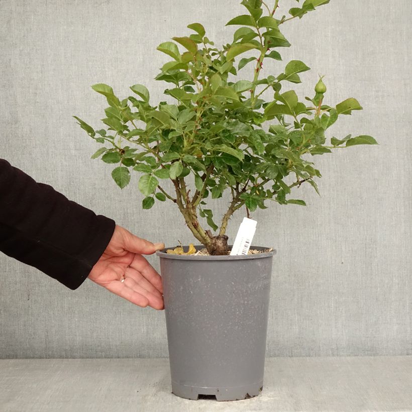 Spécimen de Rosier arbustif Soul Pot de 4L/5L tel que livré au printemps