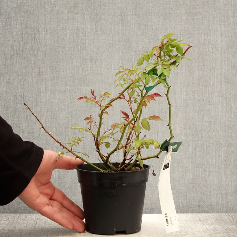 Example of Rosier arbustif Twins Pot de 1L/1,5L as you get in printemps