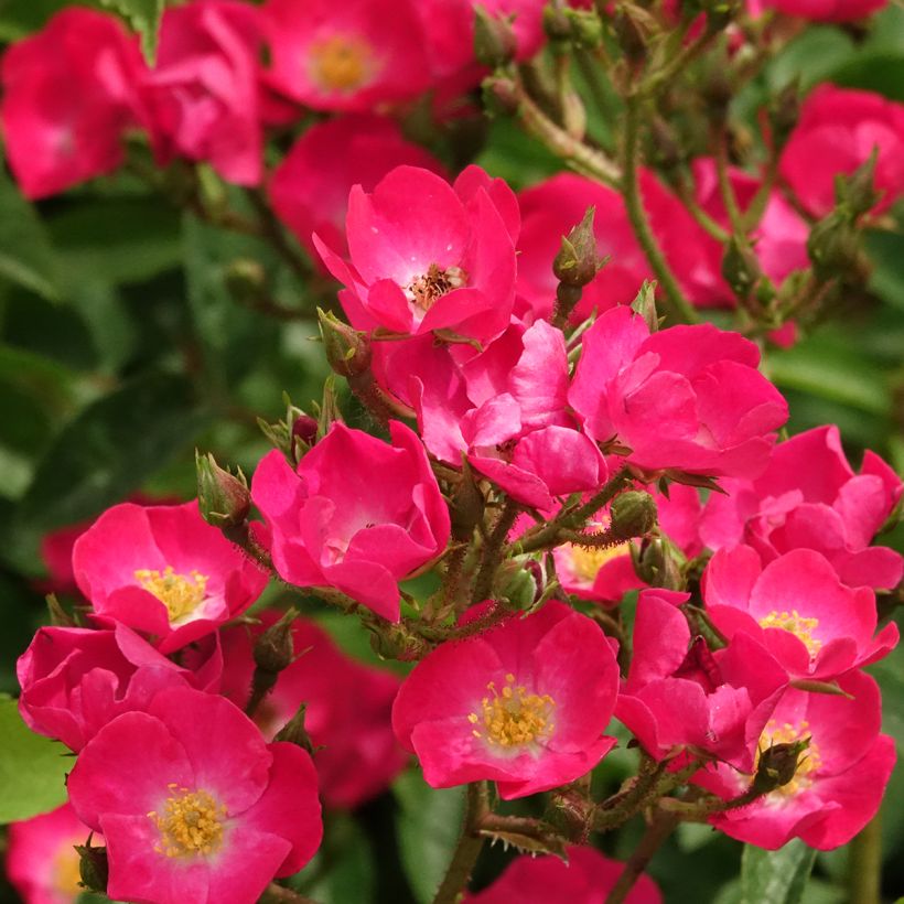 Rosier arbustif Vif Eclat (Floraison)