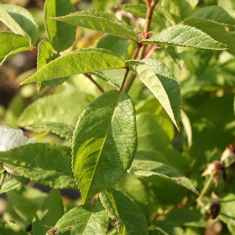 Rosier arbustif Waterloo (Foliage)