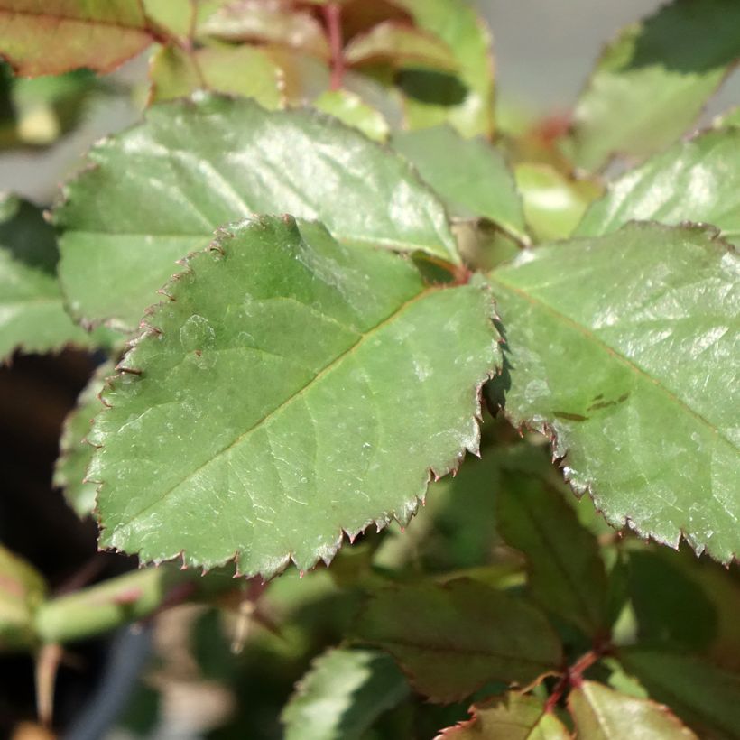 Rosier arbustif Westerland (Foliage)