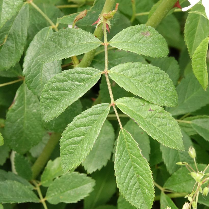 Rosier arbustif White Magic (Feuillage)