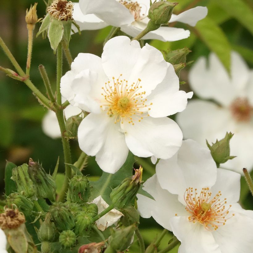 Rosier arbustif White Magic (Floraison)