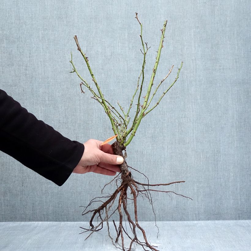 Example of Rosier arbustif Yann Arthus-Bertrand Racines nues as you get in hiver