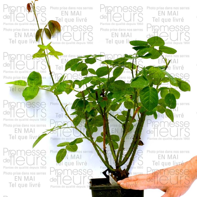 Example of Rosier David Austin Constance Spry Pot de 4L/5L as you get