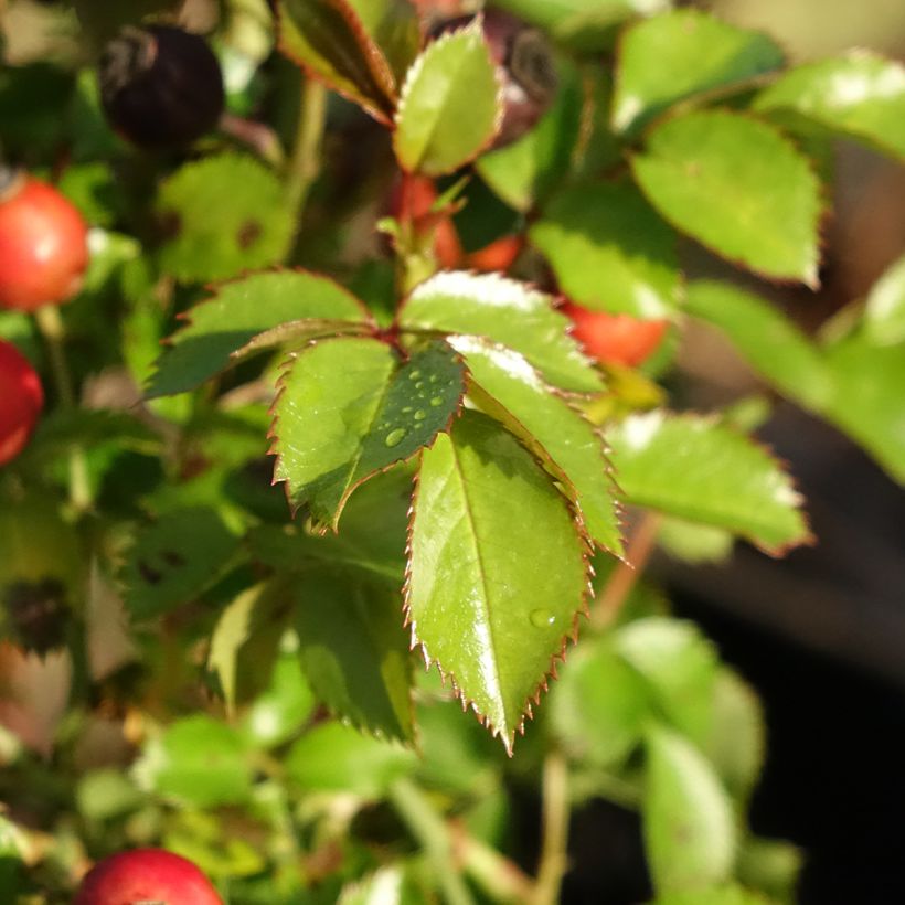 Rosier Bee Gold (Feuillage)