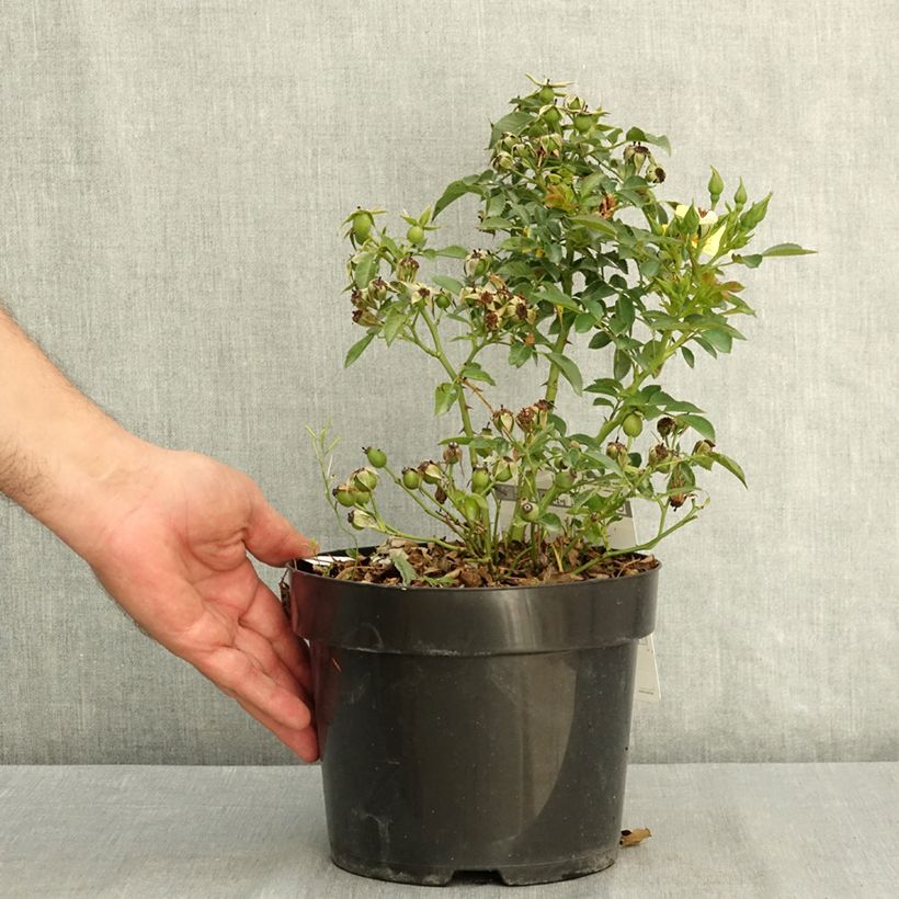 Spécimen de Rosier Bee Gold Pot de 3L/4L tel que livré en été