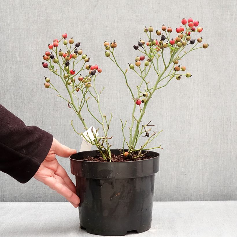 Example of Rosier Bee Gold Pot de 3L/4L as you get in hiver