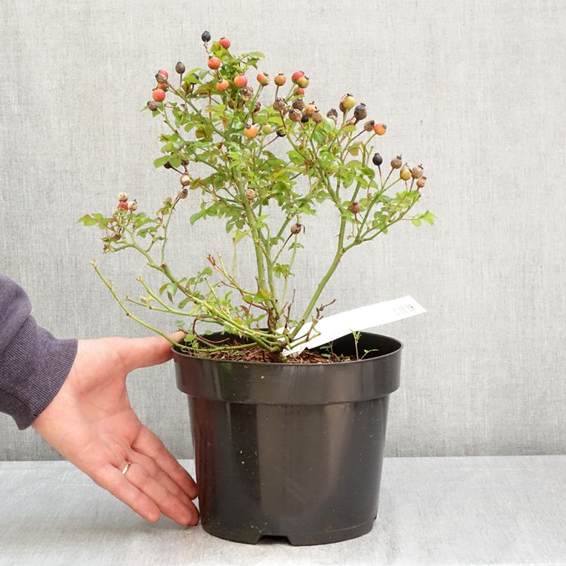 Spécimen de Rosier Bee Gold Pot de 3L/4L tel que livré au printemps