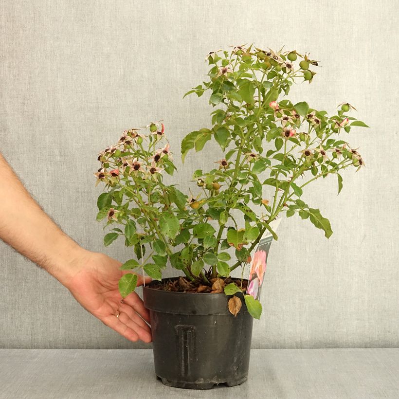 Spécimen de Rosier Bee Proud Pot de 3L/4L tel que livré en été