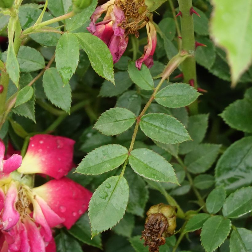 Rosier Bee's Paradise Light Red (Feuillage)