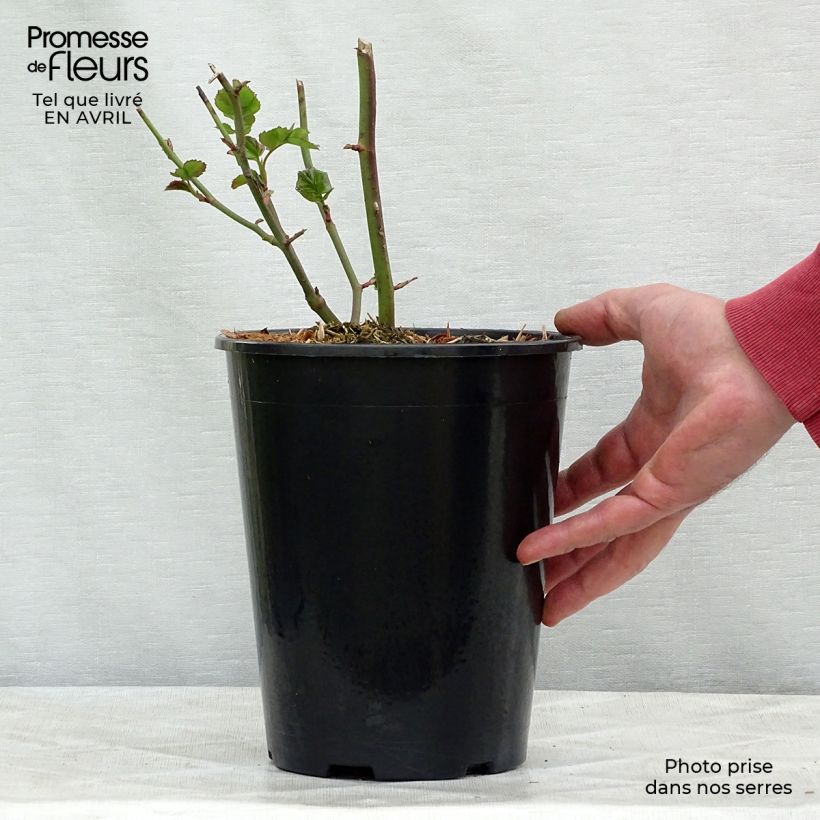 Example of Rosier à fleurs groupées Bentheimer Gold Pot de 2L/3L as you get in printemps