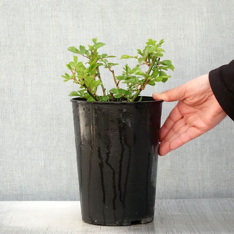 Spécimen de Rosier Bleu Magenta - Rosier grimpant ancien Pot de 4L/5L tel que livré au printemps