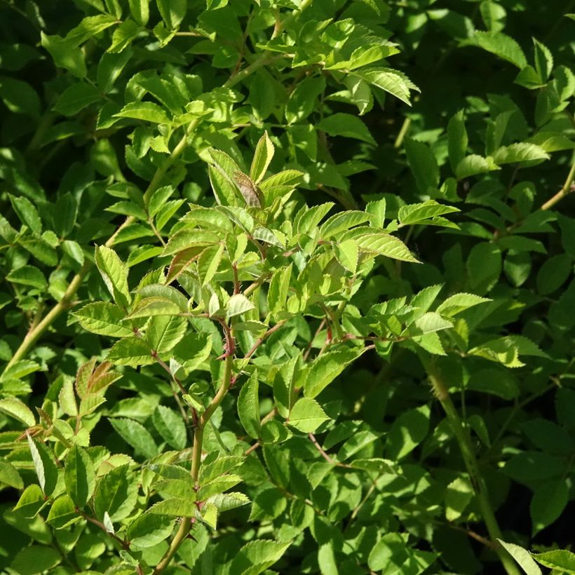 Rosier botanique grimpant - Rosa multiflora (Feuillage)
