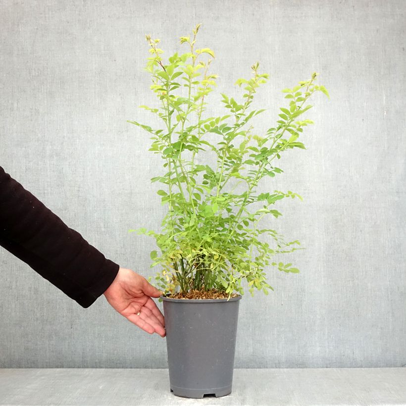 Spécimen de Rosier botanique grimpant - Rosa multiflora Pot de 3L/4L tel que livré au printemps