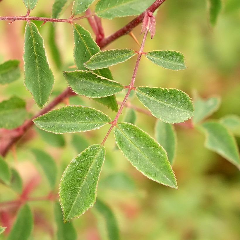 Rosier botanique pendulina Bourgogne (Foliage)