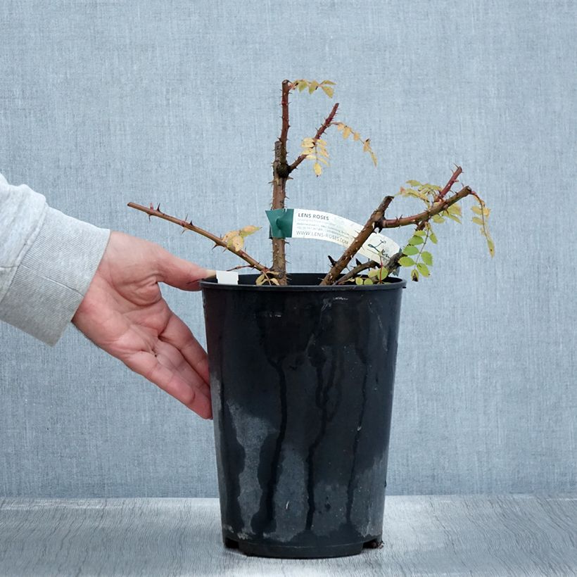 Spécimen de Rosier botanique pendulina Bourgogne Pot de 4L/5L tel que livré en automne