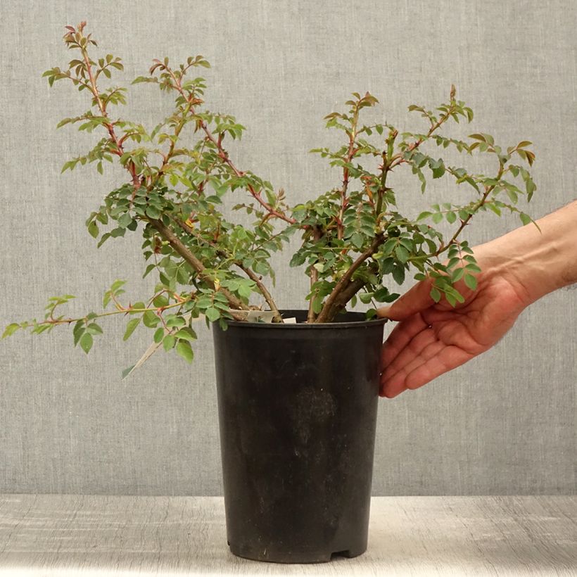 Example of Rosier botanique pendulina Bourgogne Pot de 4L/5L as you get in printemps
