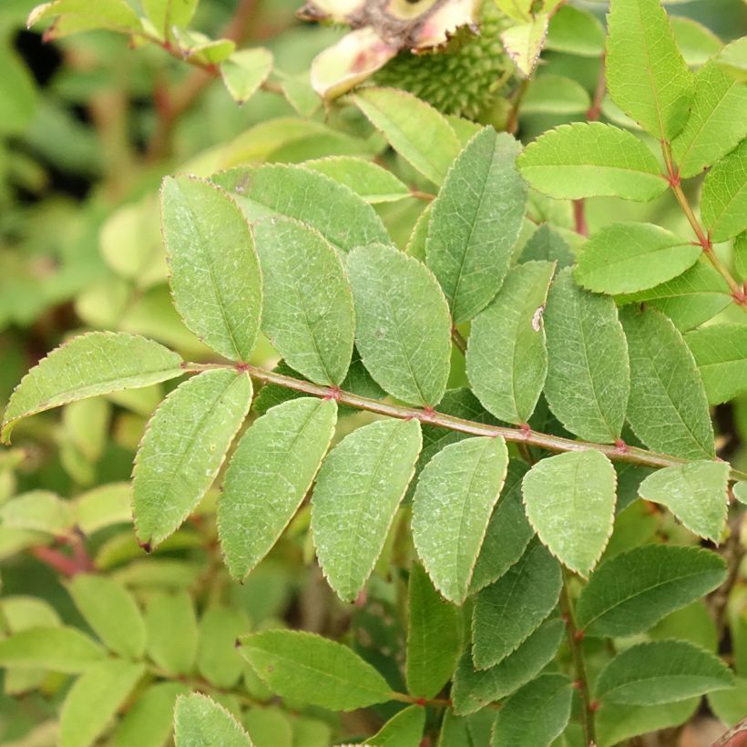 Rosier botanique - Rosa roxburghii Lampion (Feuillage)