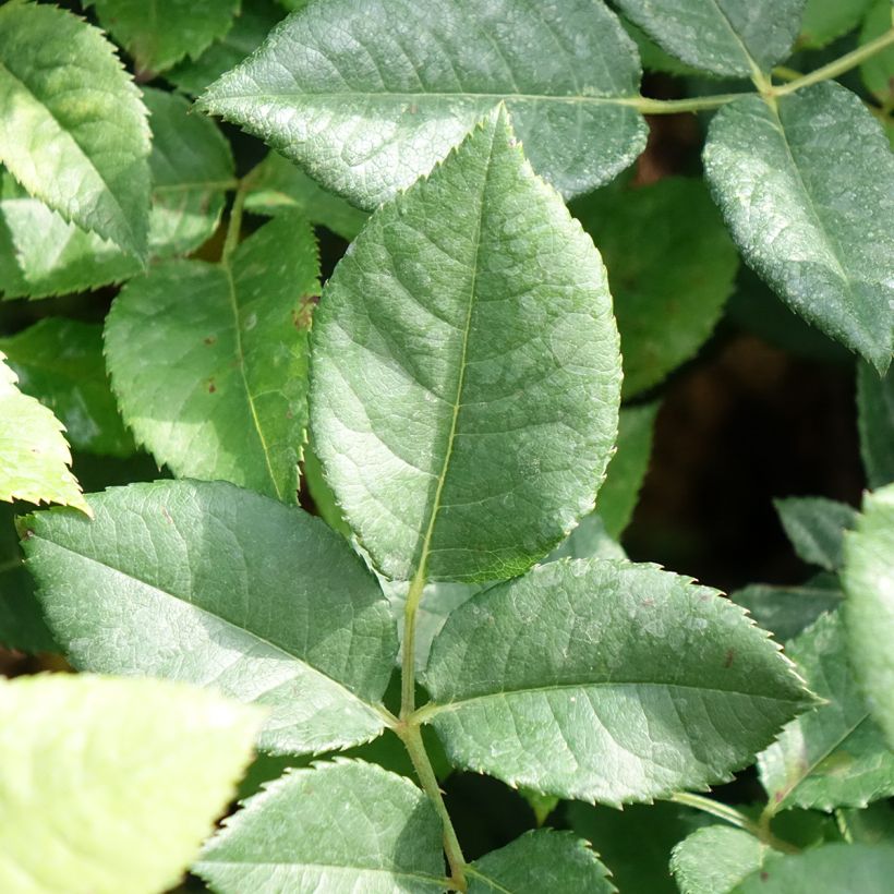 Rosier buisson à grandes fleurs La Gaité Tan 13522 (Foliage)