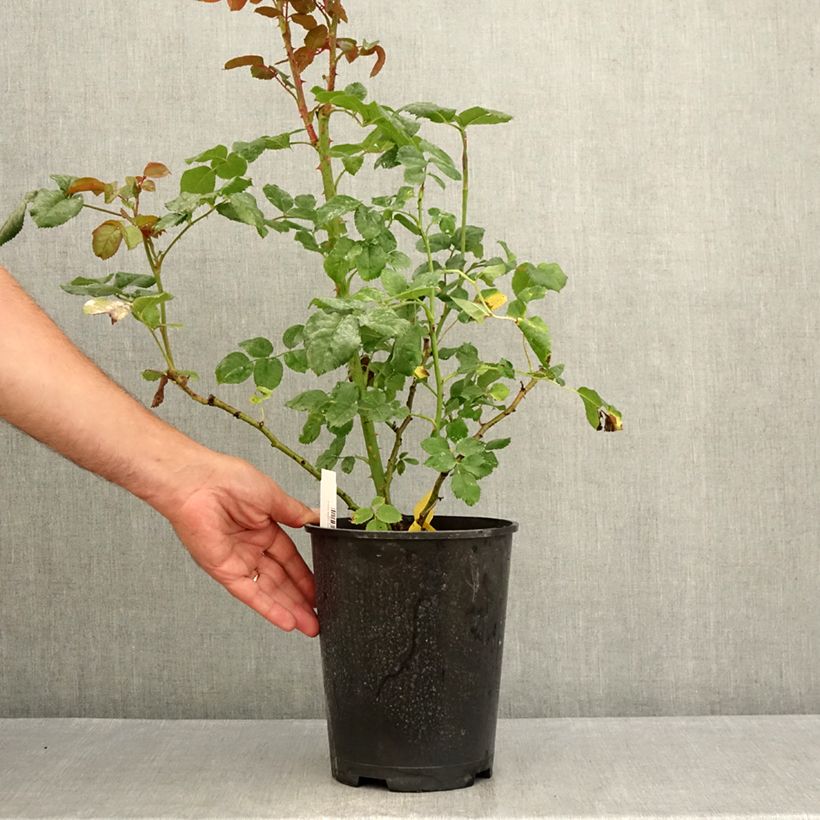 Example of Rosier buisson à grandes fleurs La Gaité Tan 13522 Pot de 4L/5L as you get in ete