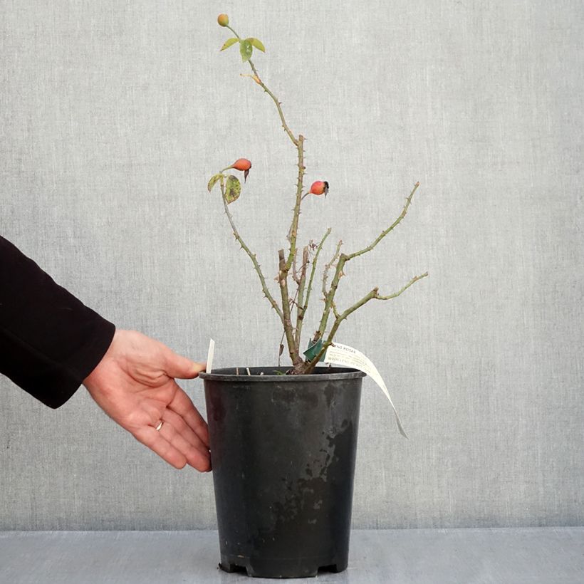 Spécimen de Rosier buisson Pascali Pot de 4L/5L tel que livré en automne