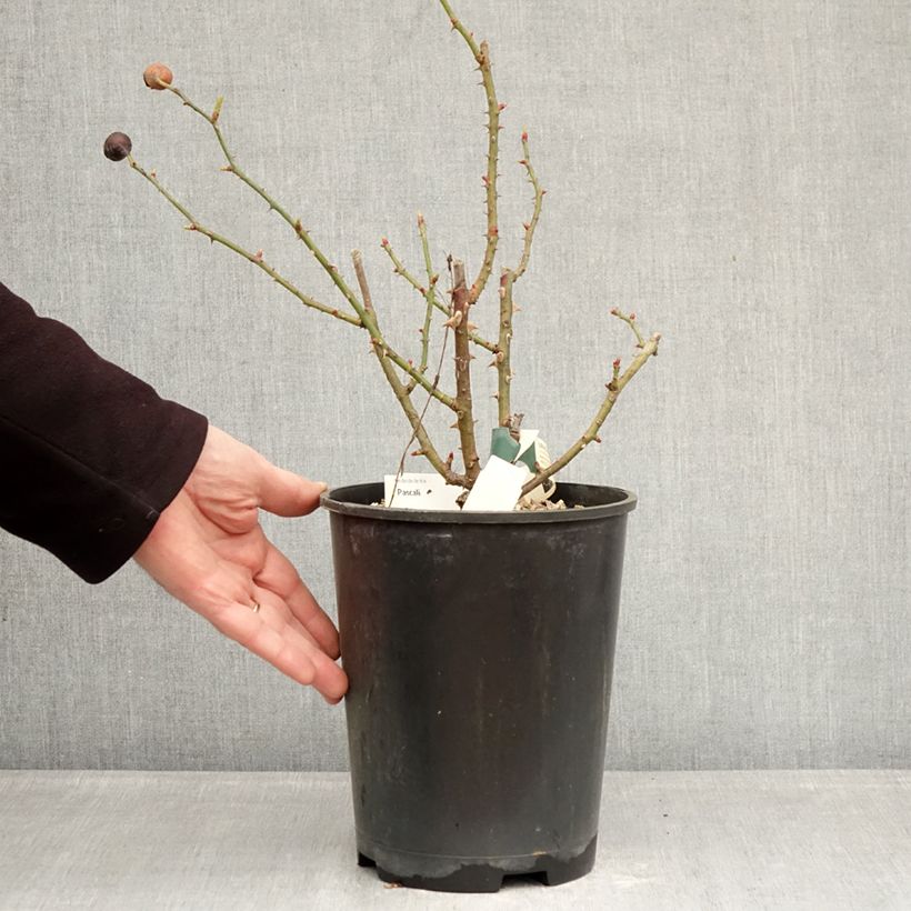 Example of Rosier buisson Pascali Pot de 4L/5L as you get in hiver