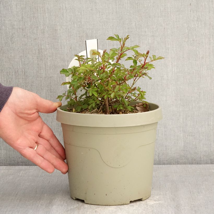Spécimen de Rosier couvre-sol Amirose Pot de 3L/4L tel que livré au printemps