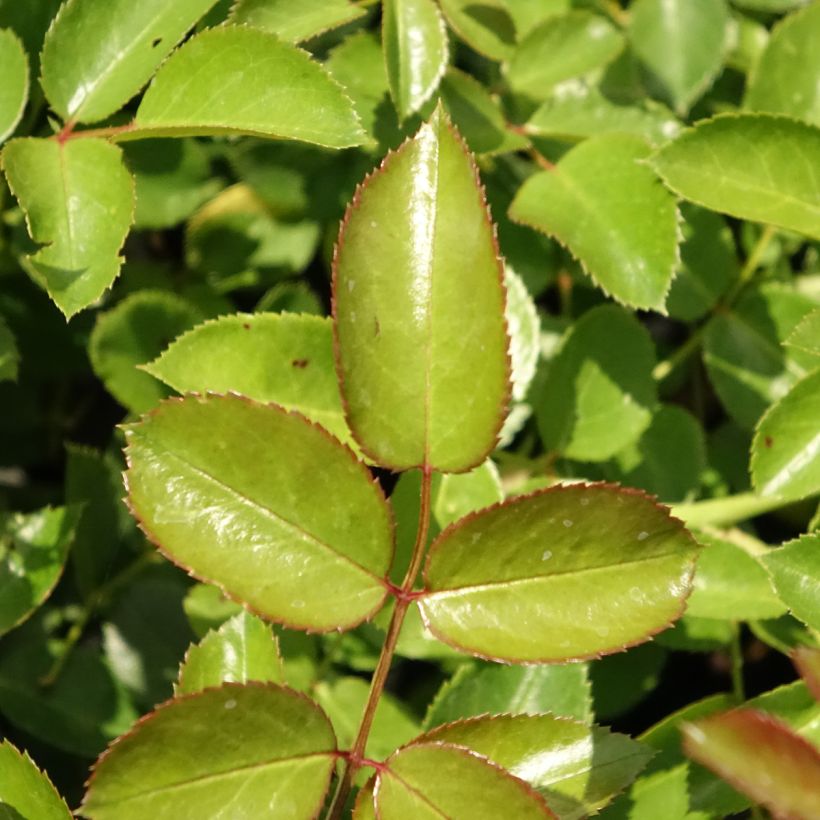 Rosier couvre-sol Aspirin Rose (Foliage)