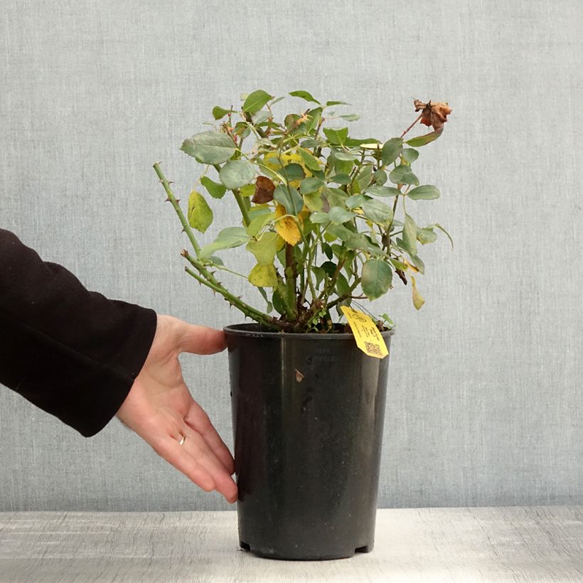 Spécimen de Rosier couvre-sol Black Forest Rose Pot de 4L/5L tel que livré en automne