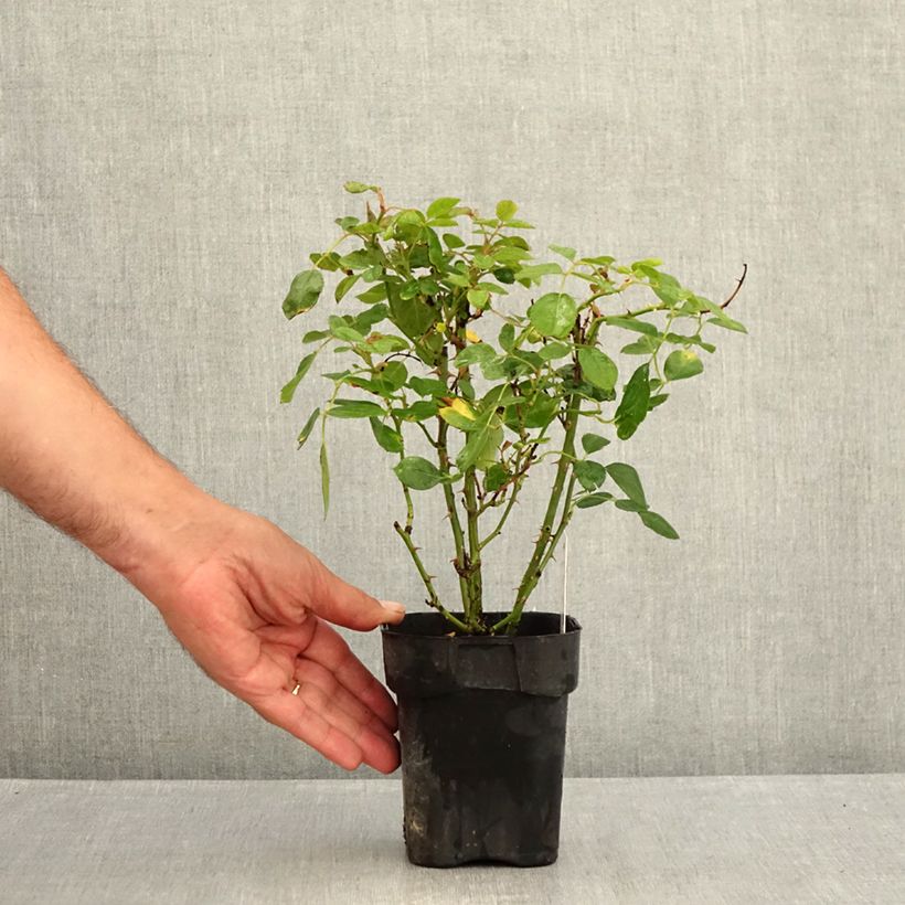 Example of Rosier couvre-sol Black Forest Rose Pot de 10 cm/11cm, Issu de bouture as you get in ete