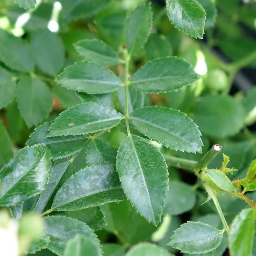 Rosier couvre-sol Crystal Fairy (Foliage)