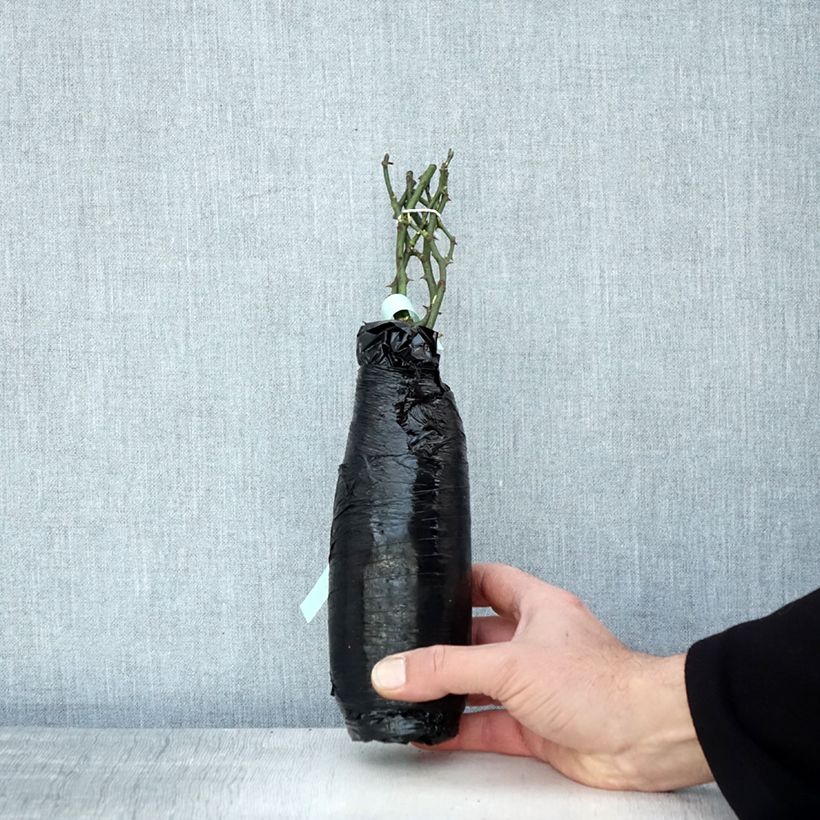 Example of Rosier couvre-sol Crystal Fairy Racines nues en motte as you get in hiver