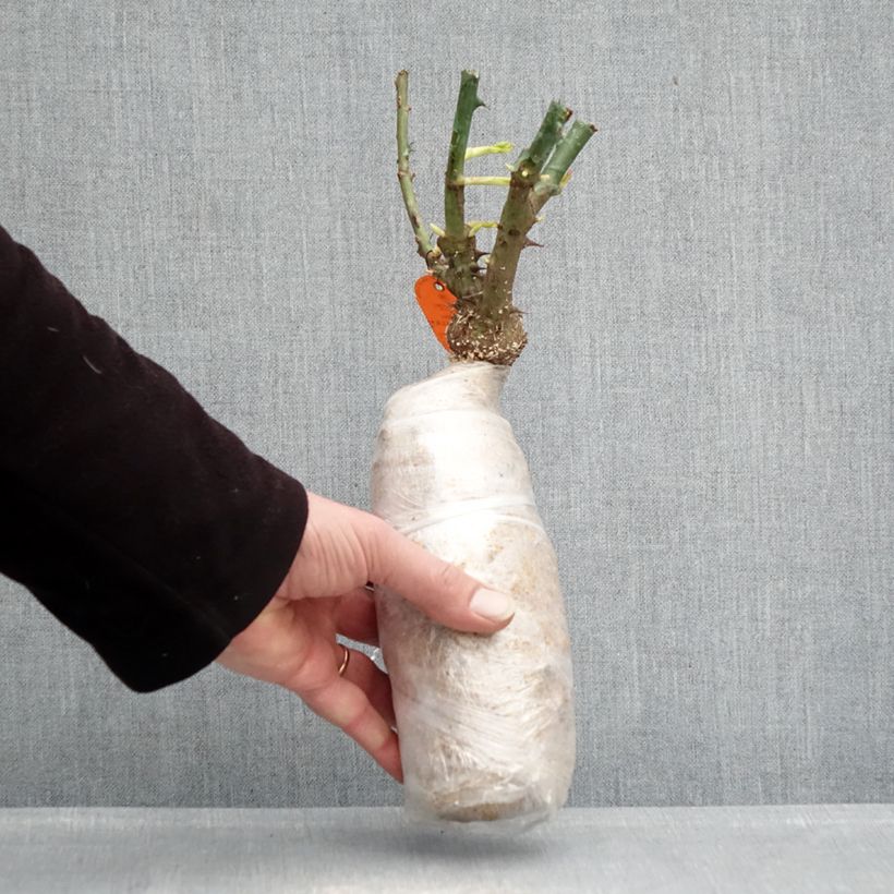 Example of Rosier couvre-sol Double Knock Out Racines nues en motte as you get in hiver